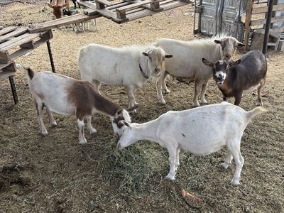 Farm Goats