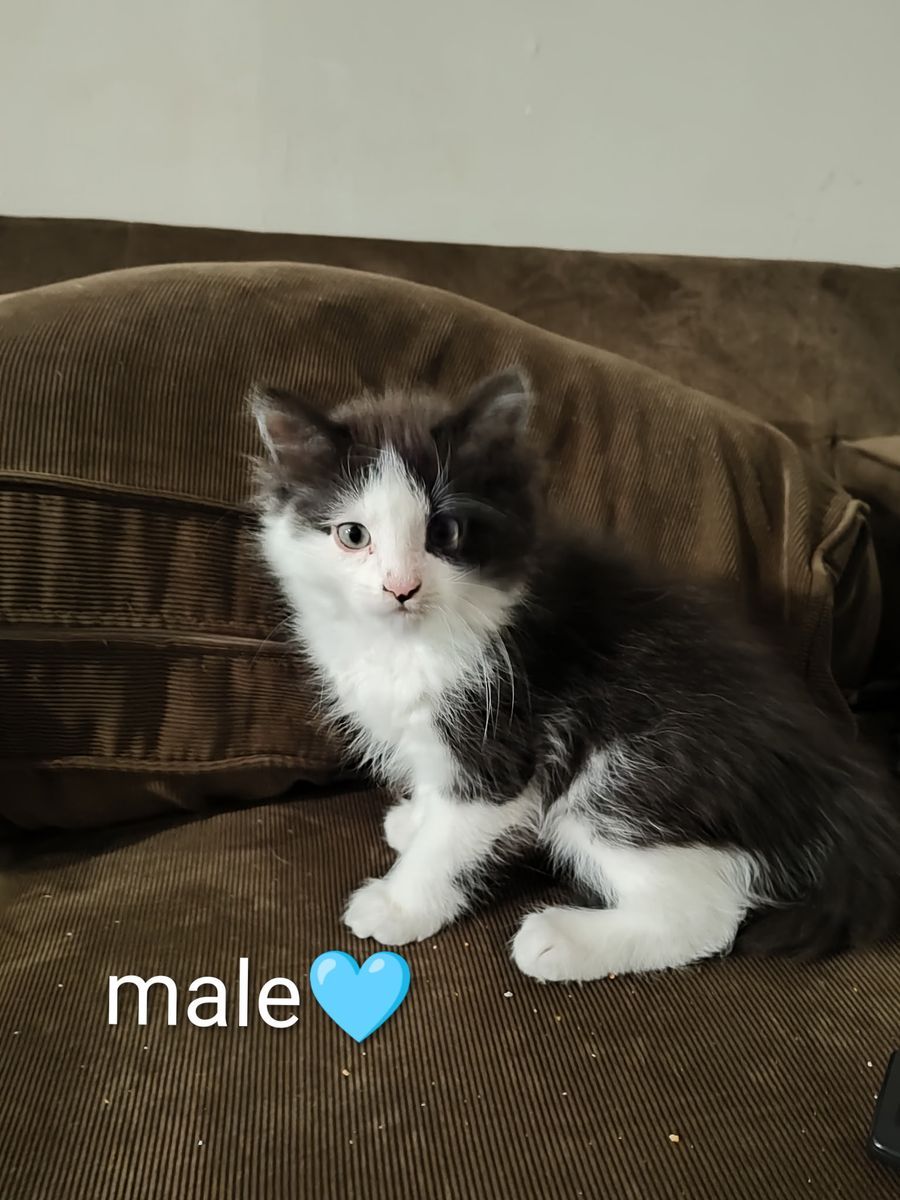 Kittens to forever homes