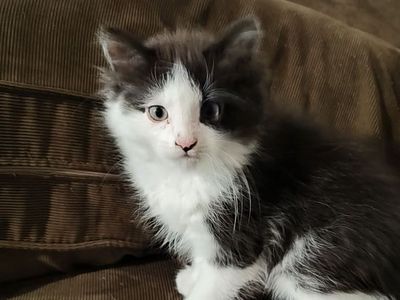 Kittens to forever homes