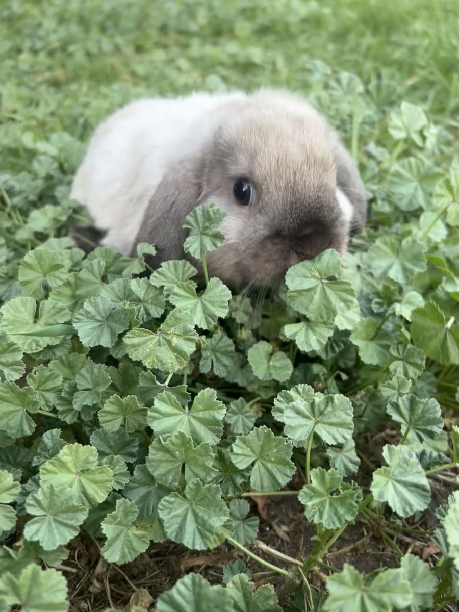 baby Holland Lop buck