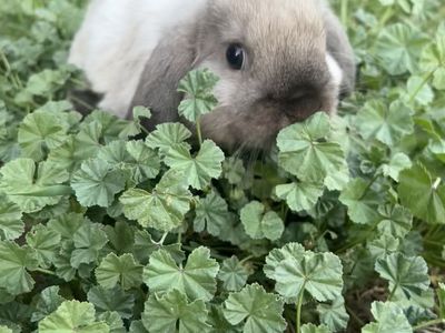 baby Holland Lop buck