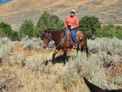 Gypsy Vanner Cross Gelding