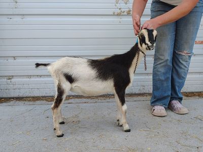 Buckskin Mini Lamancha Doe