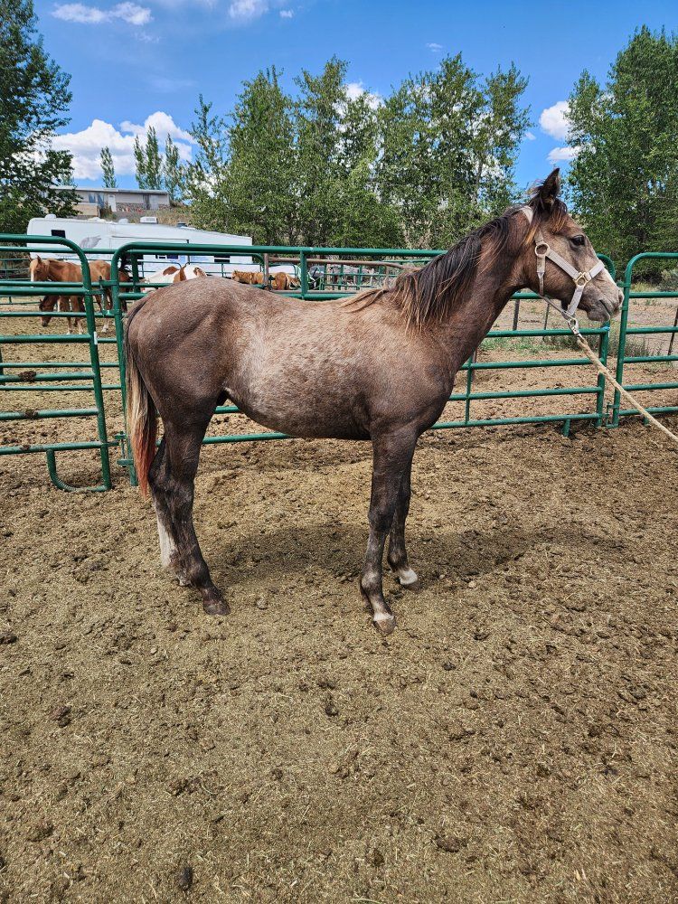Yearling grade Gelding