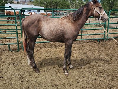 Yearling grade Gelding