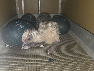 Emu Chicks