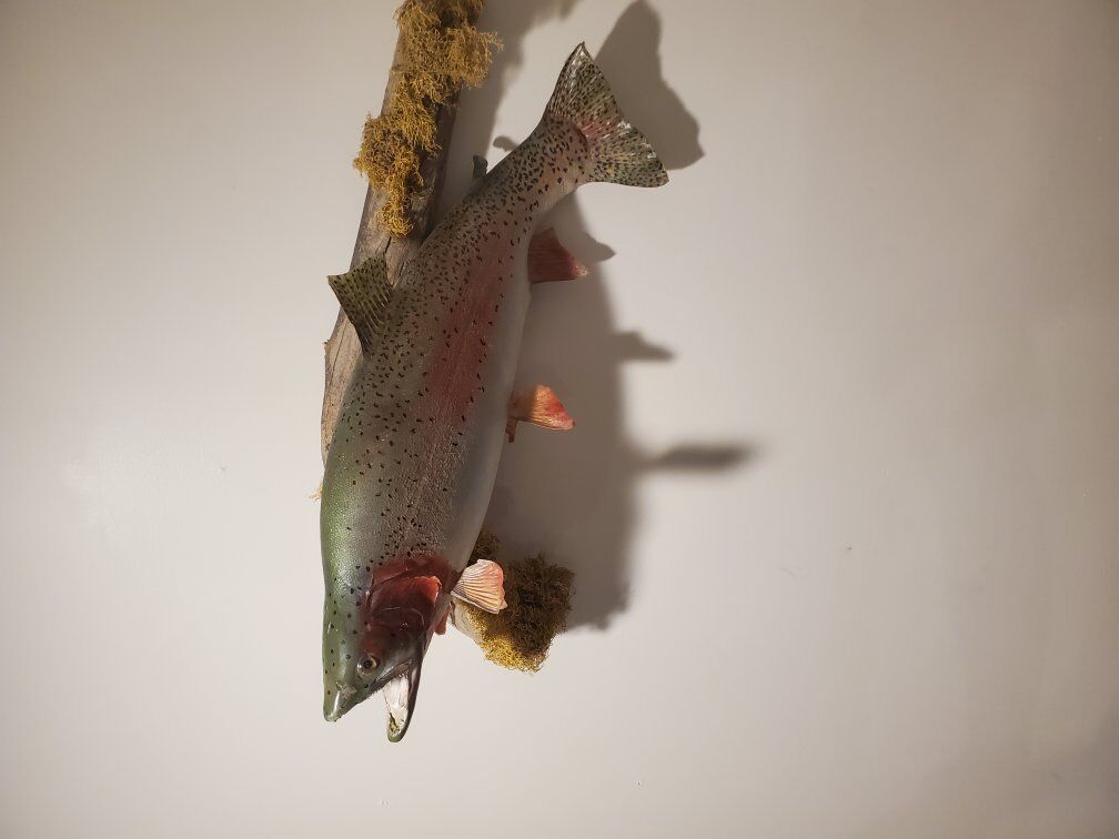rainbow trout mount