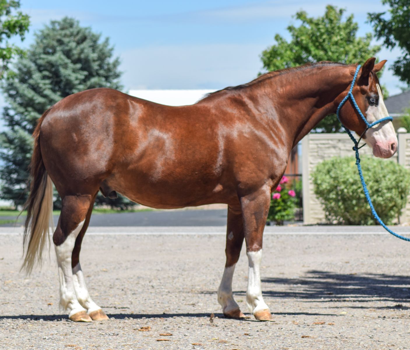 Gunners Lenan Oak (“Charlie”) – 2014 AQHA Chestnut Gelding
