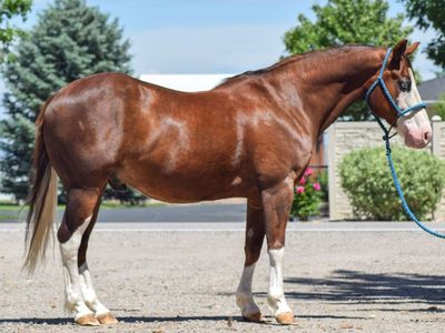 Gunners Lenan Oak (“Charlie”) – 2014 AQHA Chestnut Gelding