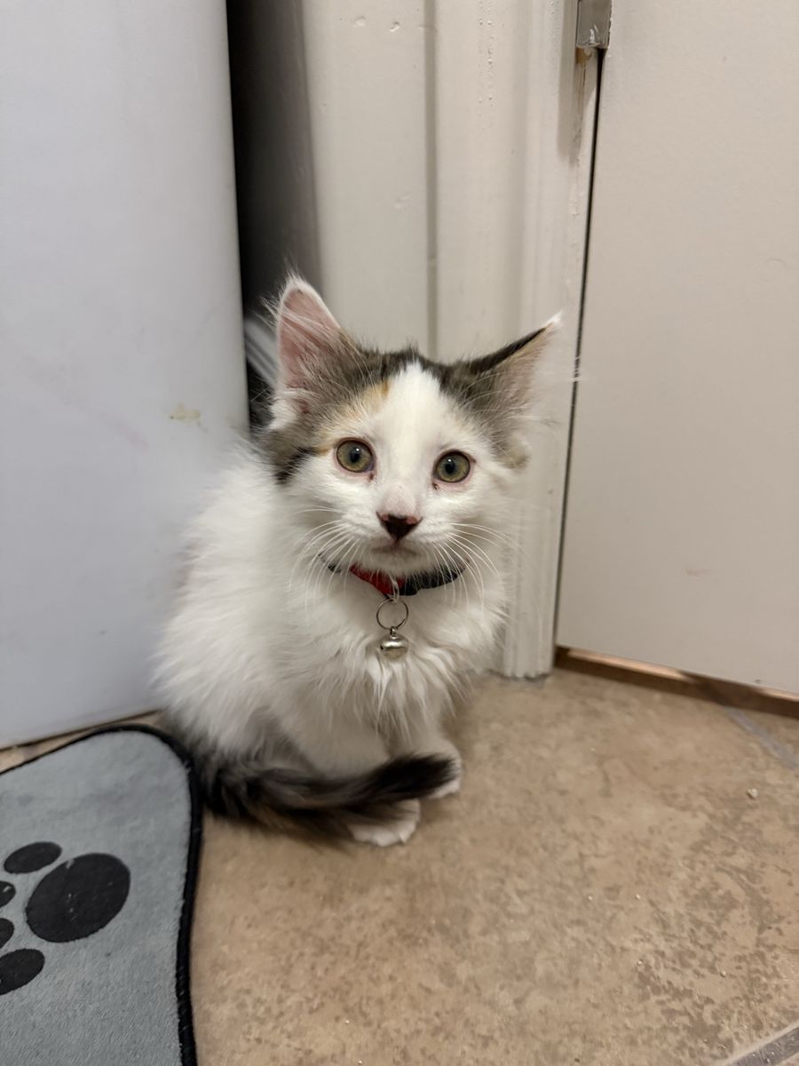 Female calico/white kitten