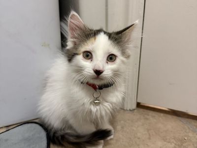 Female calico/white kitten