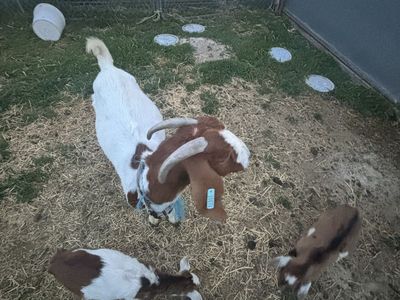 Large nanny boar in milk. Read add