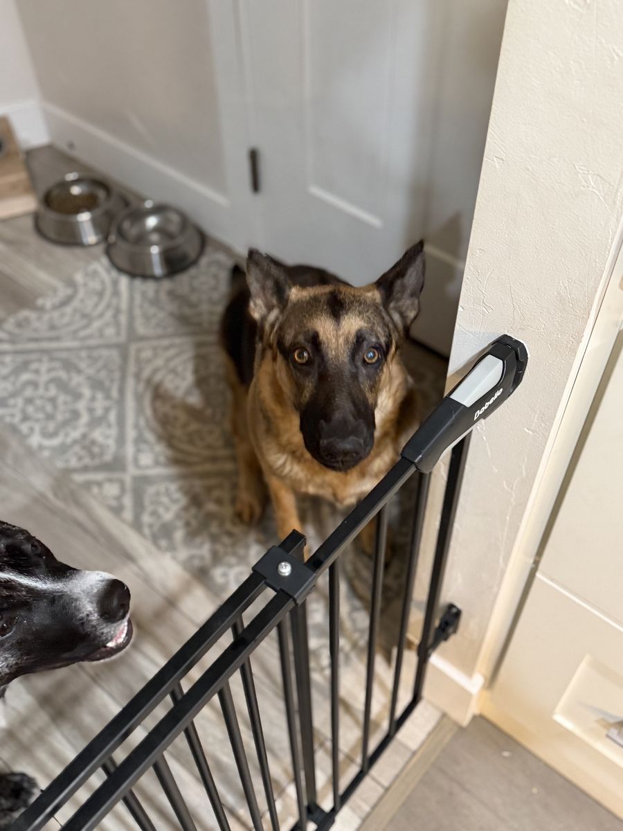 Female German Shepard