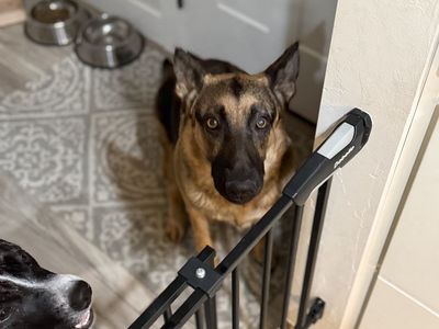 Female German Shepard