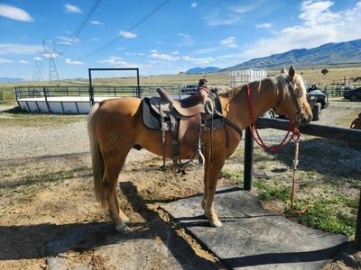 2017 AQHA Palomino Stallion-New video added in description section.