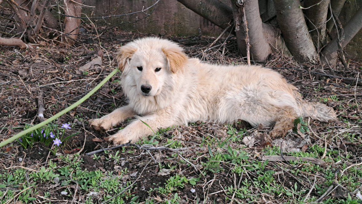 Goberian Dogs husky golden retriever