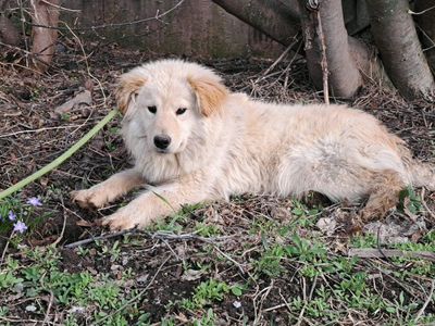 Goberian Dogs husky golden retriever