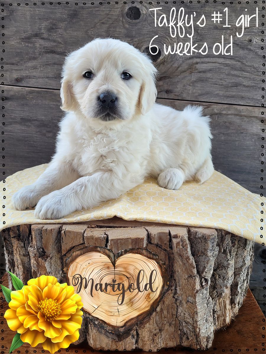AKC European Golden Retriever Pups