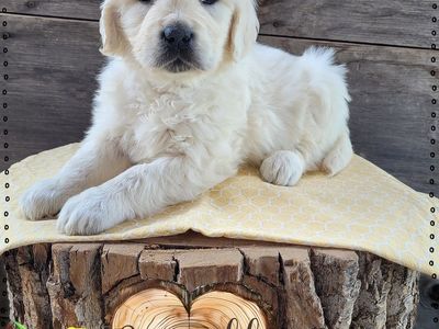 AKC European Golden Retriever Pups