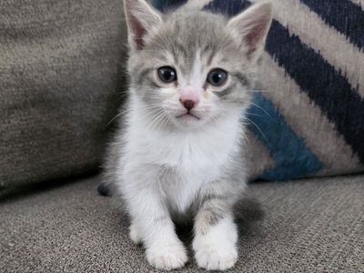 Sweet Kittens Ready for Their New Homes