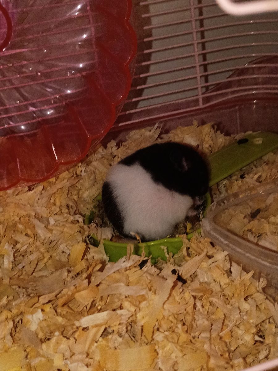 Panda Bear Hamster