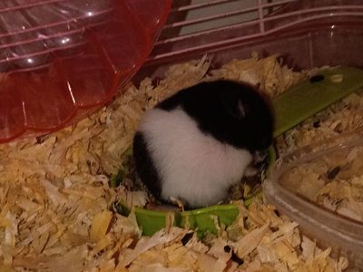 Panda Bear Hamster