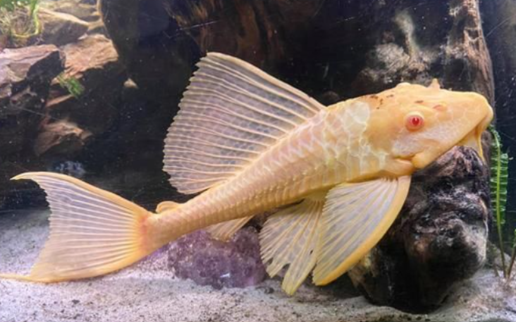 fish