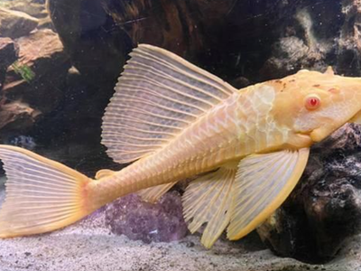 fish