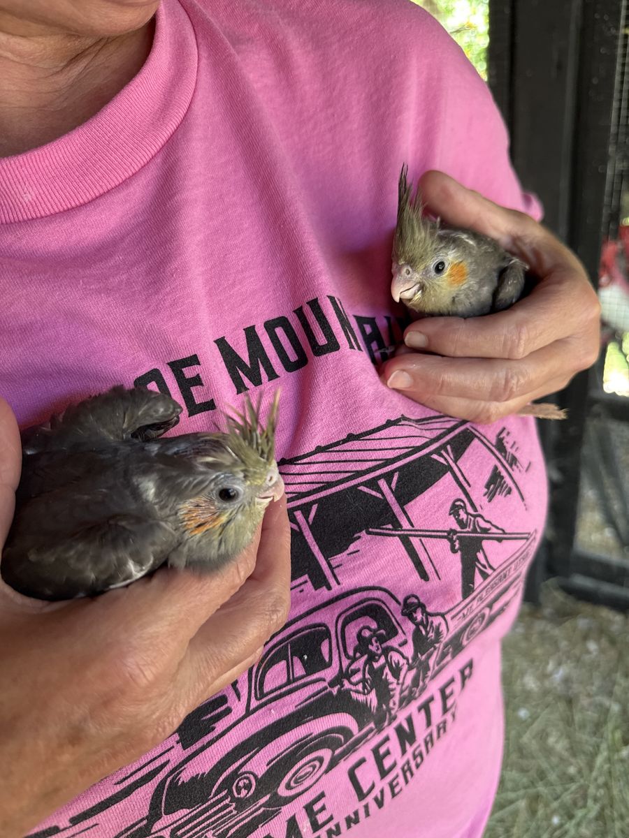 Cockatiels