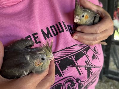 Cockatiels