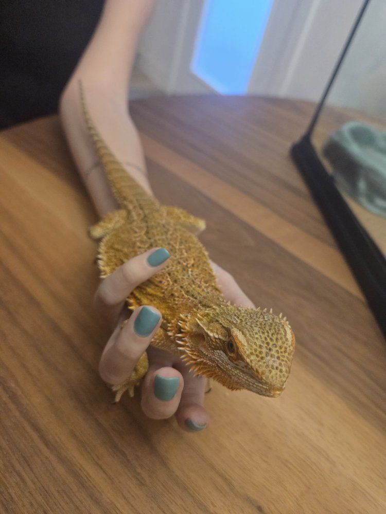 Bearded Dragon ($50 just Dragon) obo