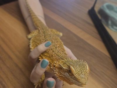 Bearded Dragon ($50 just Dragon) obo