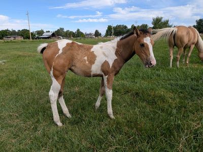 Flashy Buckskin Paint Filly – Born March 24