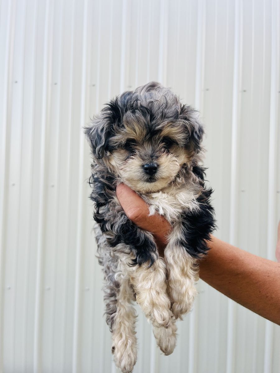 Aussiedoodles / aussiepoo puppies