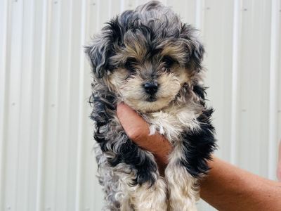 Aussiedoodles / aussiepoo puppies