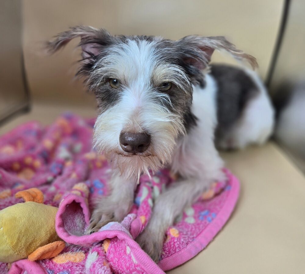 Lacey, Schnauzer mix 1 year old