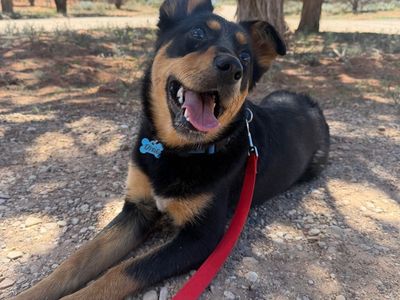 Hello my name is Dixie