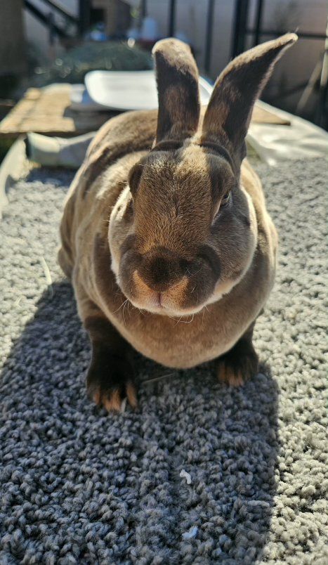 Chocolate Otter Standard Rex Buck