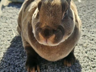 Chocolate Otter Standard Rex Buck