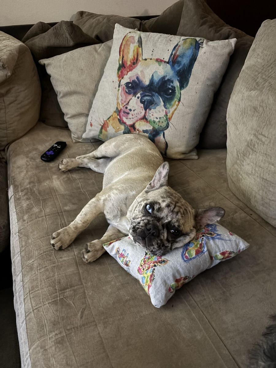French bulldog 