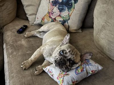 French bulldog