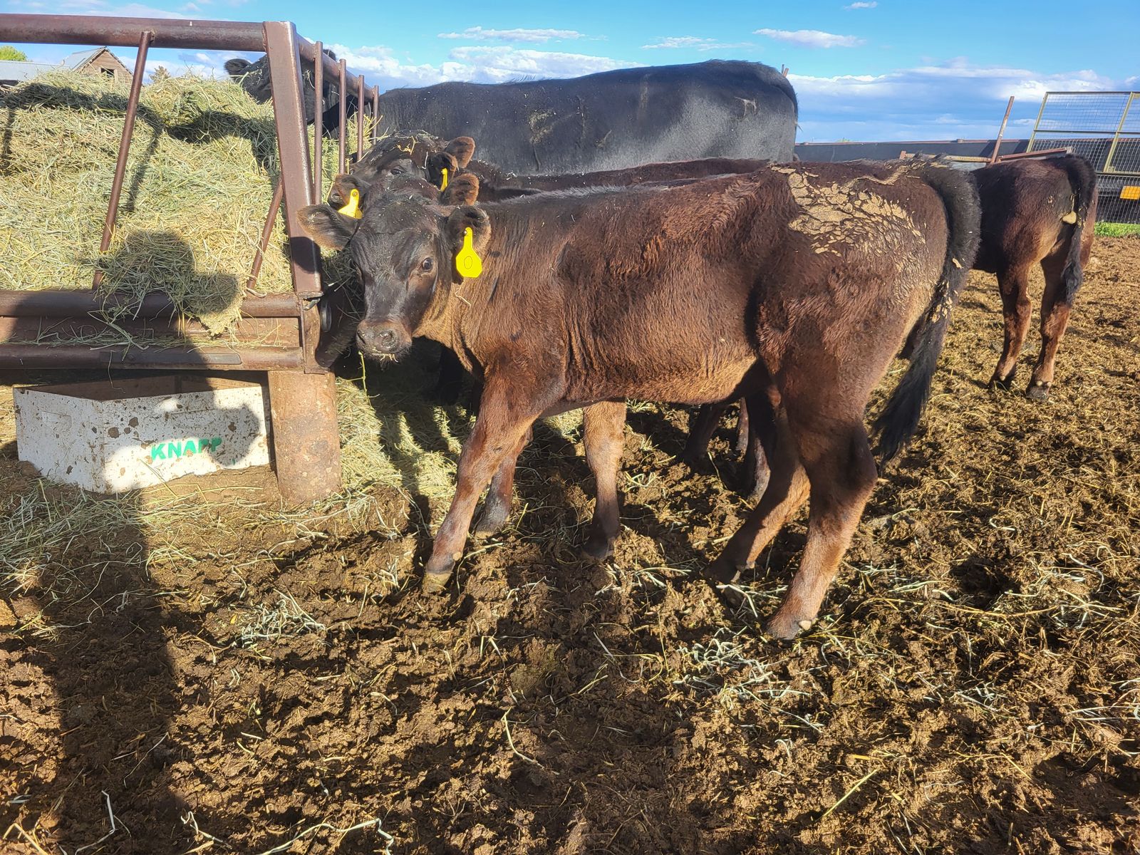 Beef pairs