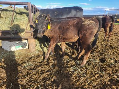 Beef pairs