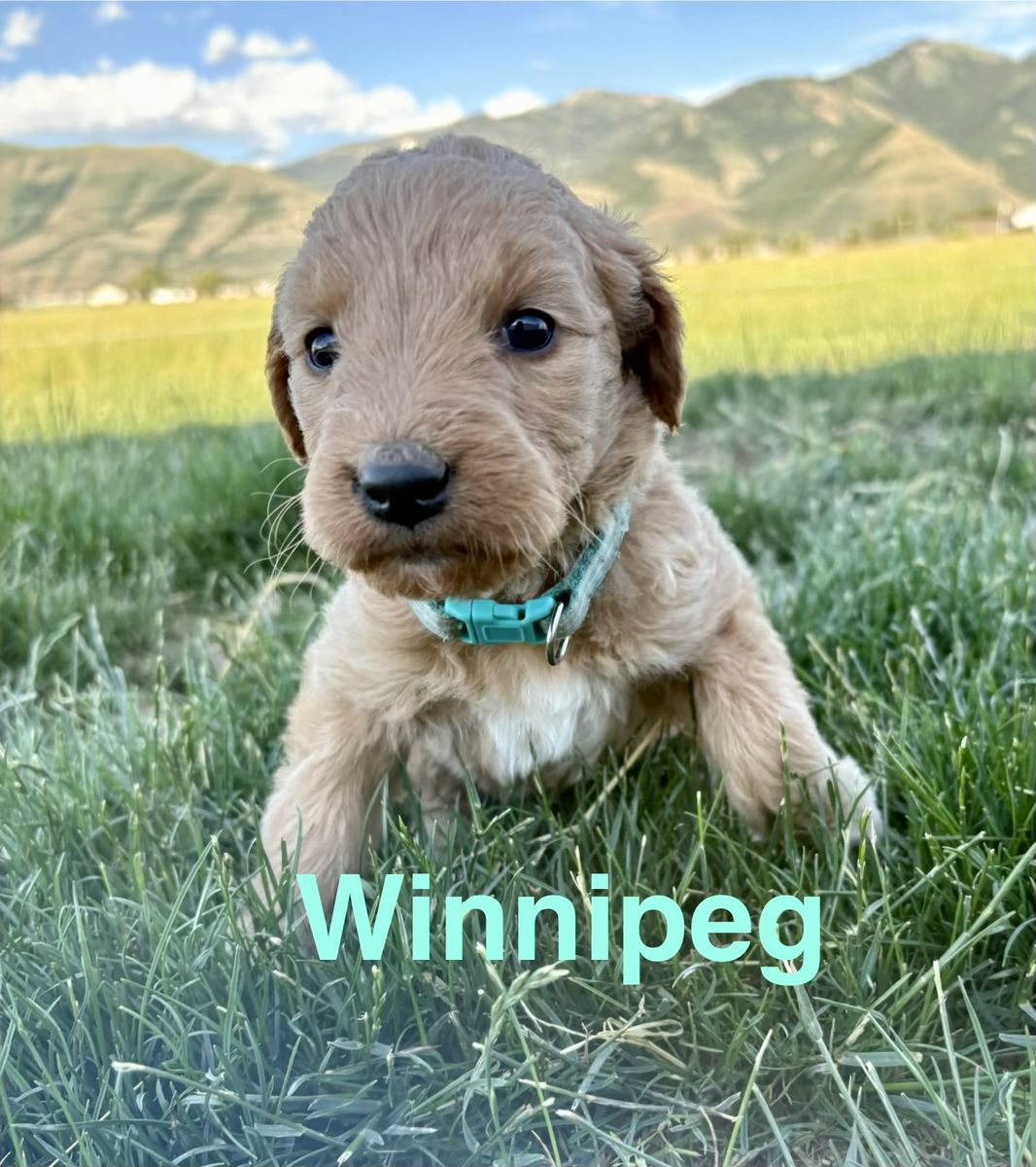 F1 Goldendoodle Puppies- hypoallergenic, full-sized