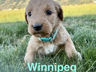 F1 Goldendoodle Puppies- hypoallergenic, full-sized