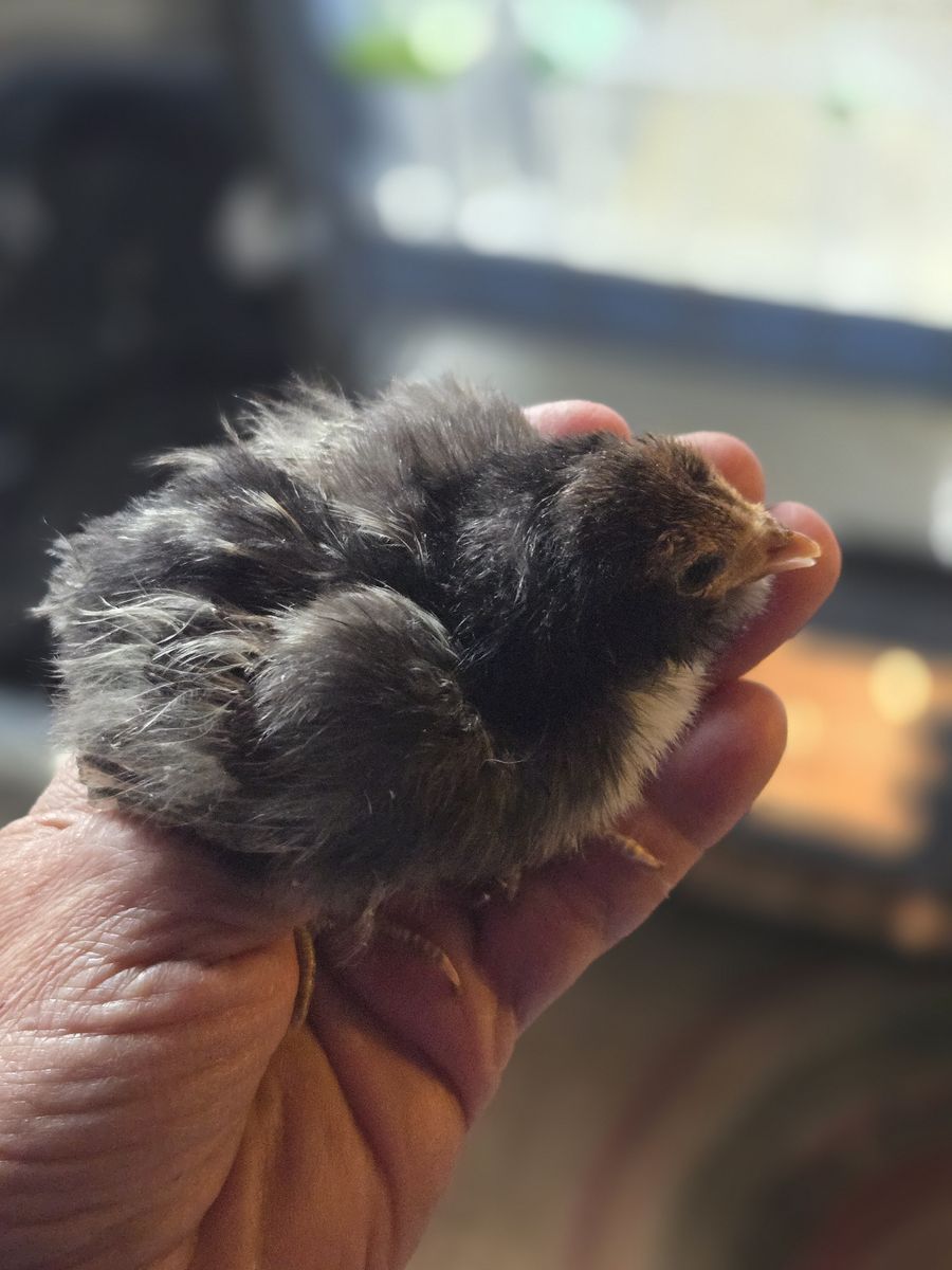 Yellow Dutch Owlbeard Chicks