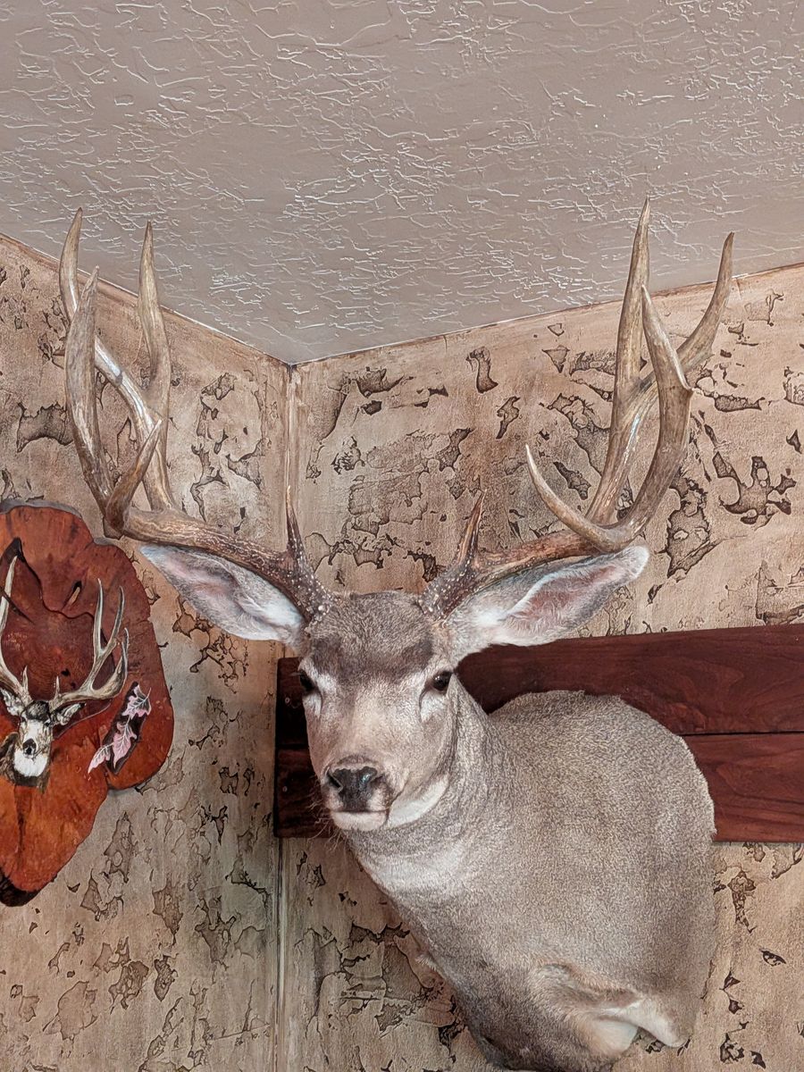 Trophy Mule Deer mount/ utah