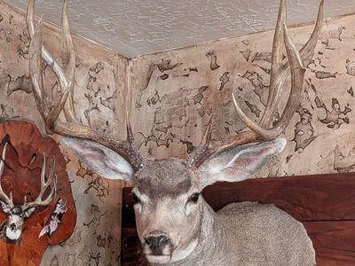 Trophy Mule Deer mount/ utah
