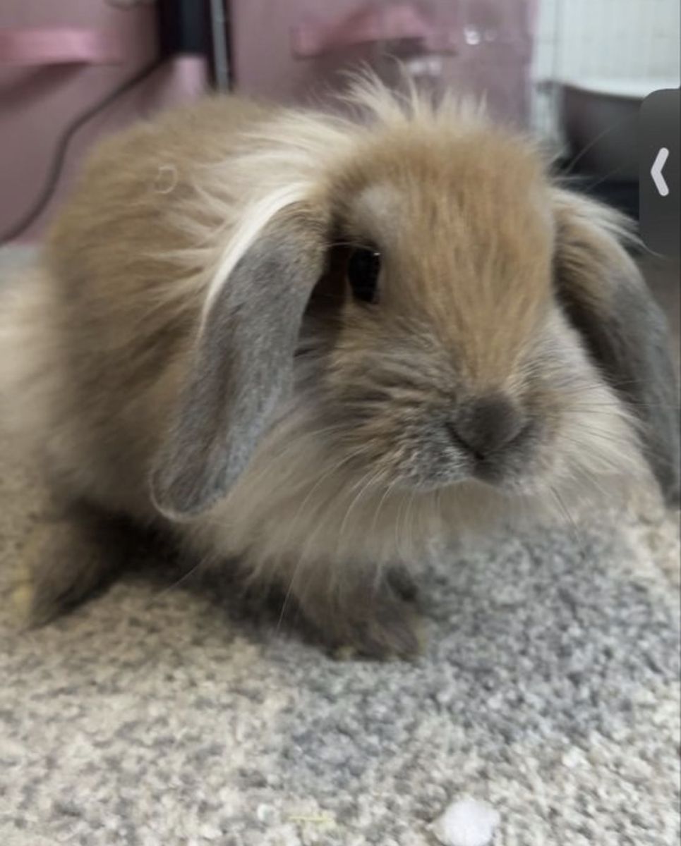 2 Holland lops