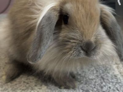 2 Holland lops